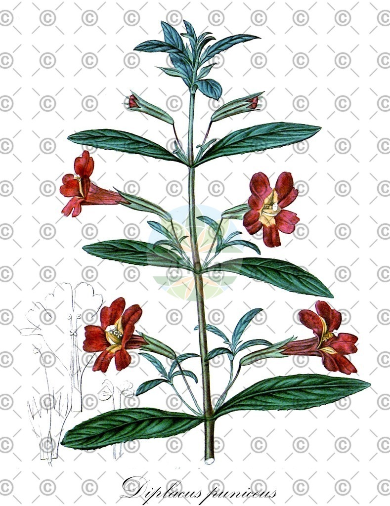 HistAbb_wfo-0000396925_1_ENZY_Simple | Historische Abbildung von Diplacus puniceus - Phrymaceae | Historical Illustration of Diplacus puniceus - Phrymaceae