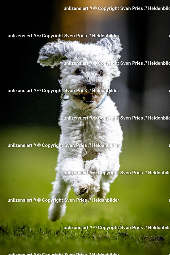 Sven Pries | 2025-10-03 - Hunderennen Obergrombach - Realisiert mit Pictrs.com