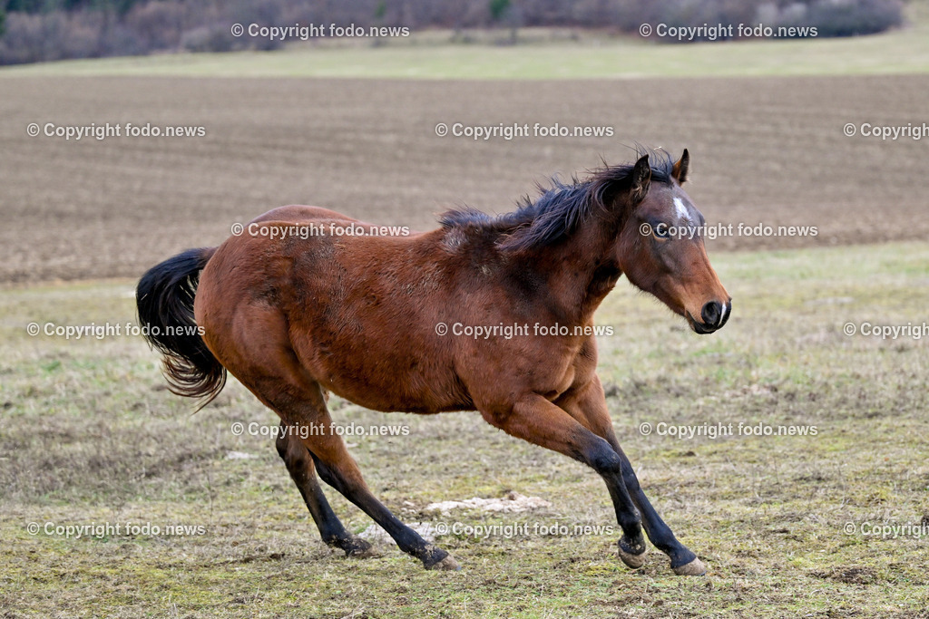 Pferde_ 29.12.2024-10 | 29.12.2024, Rajec, SVK, Themenbild, Pferde, im Bild Pferd, Pferde, Stute, Hengst, Fohlen, Quarter Horse, Ranch, Weide, Hof, Wiese, Stall, Nutztier, Tier