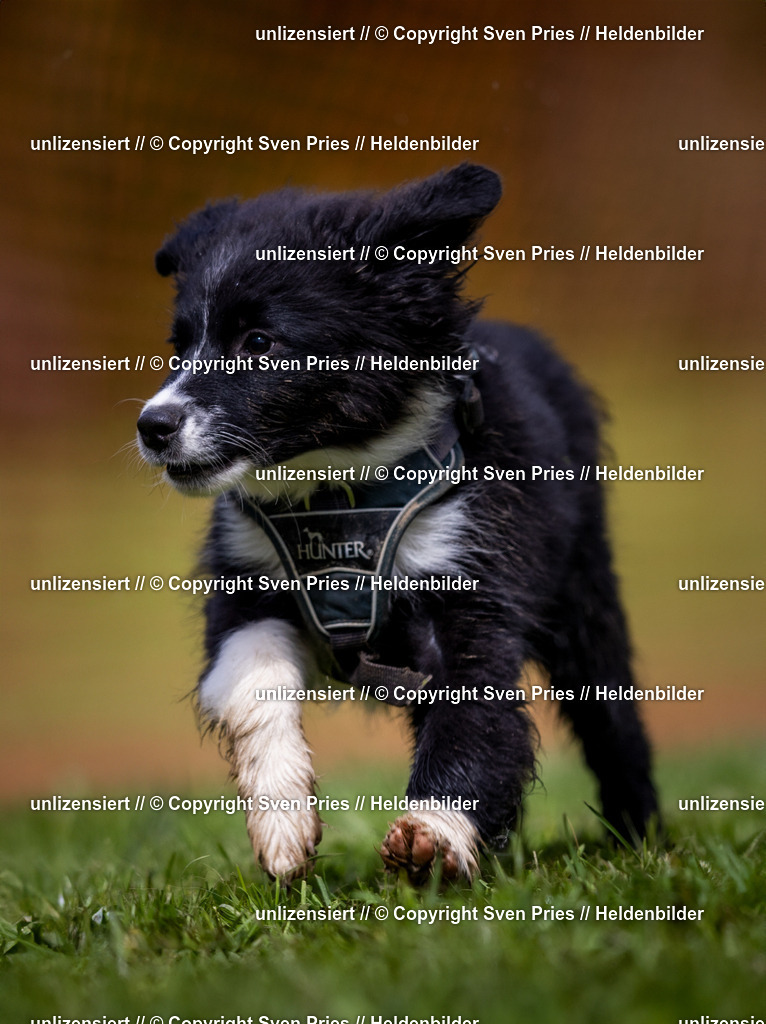 Sven Pries | 2024-04-21 - Hunderennen Baden-Oos
Foto: Sven Pries - Realisiert mit Pictrs.com