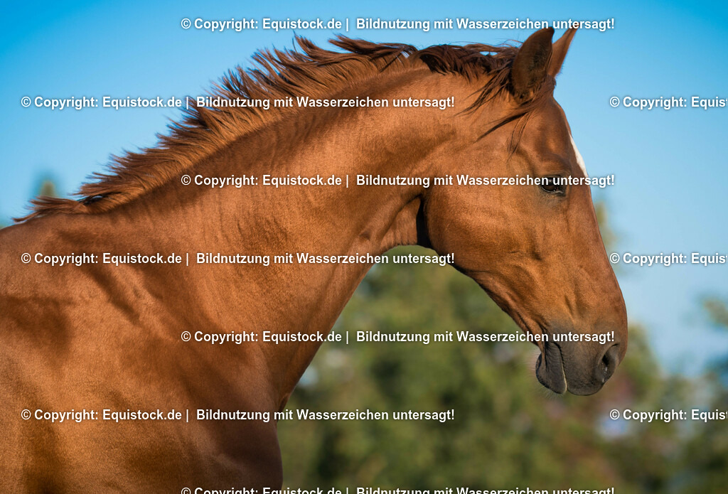 20151001_TOMsPiC_0280 | equistock