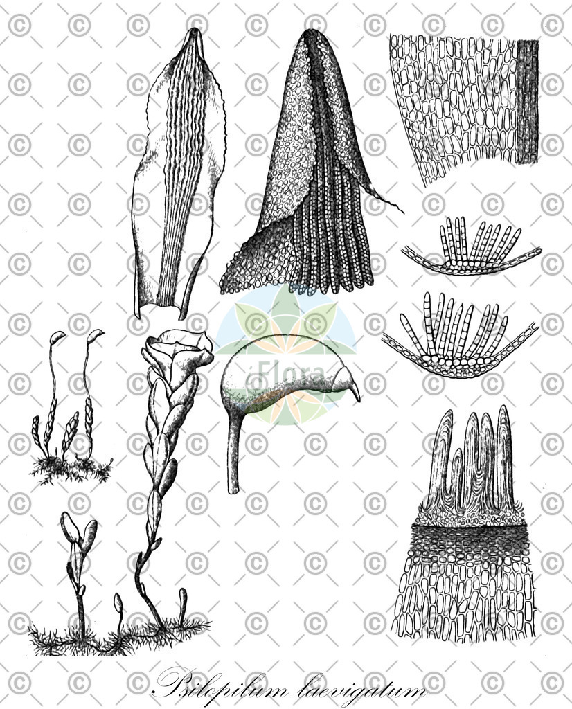 HistAbb_wfo-0000090803_1_ENZY_Simple | Historische Abbildung von Psilopilum laevigatum - Polytrichaceae | Historical Illustration of Psilopilum laevigatum - Polytrichaceae