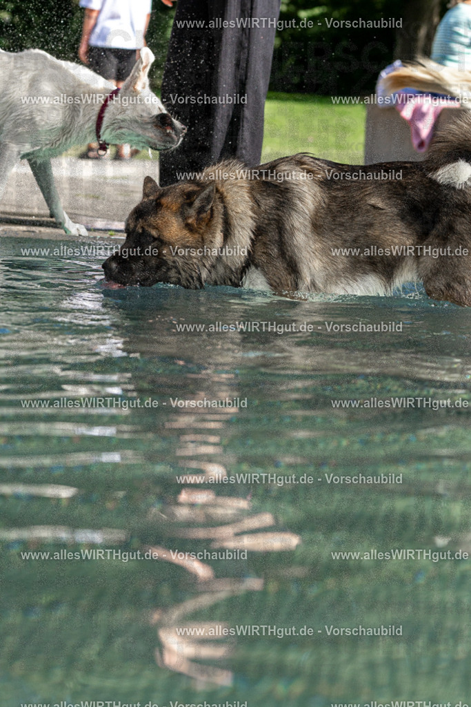 Hundeschwimmen_Volksbad_2026-allesWIRTHgut_Tierfotografie-2609061304-FAY06654 | Professionelle Tierfotografie in Mönchengladbach von Daniel Wirth (allesWIRTHgut). Liebevolle & natürliche Bilder von Hunden & Katzen für unvergessliche Erinnerungen.