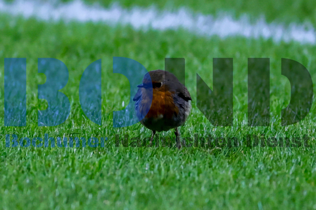 Rotkehlchen im Stadion {date} -  | {headline}



(Foto: Sebastian Sendlak / BOND)

 - Realisiert mit Pictrs.com