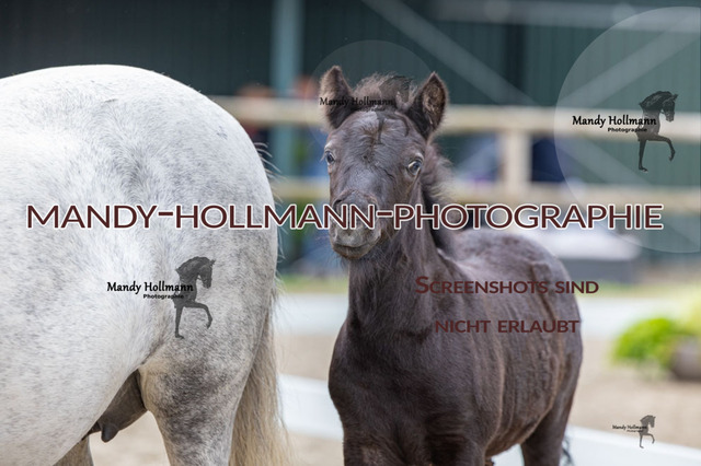 _MG_0007 | mandyhollmannphotographie