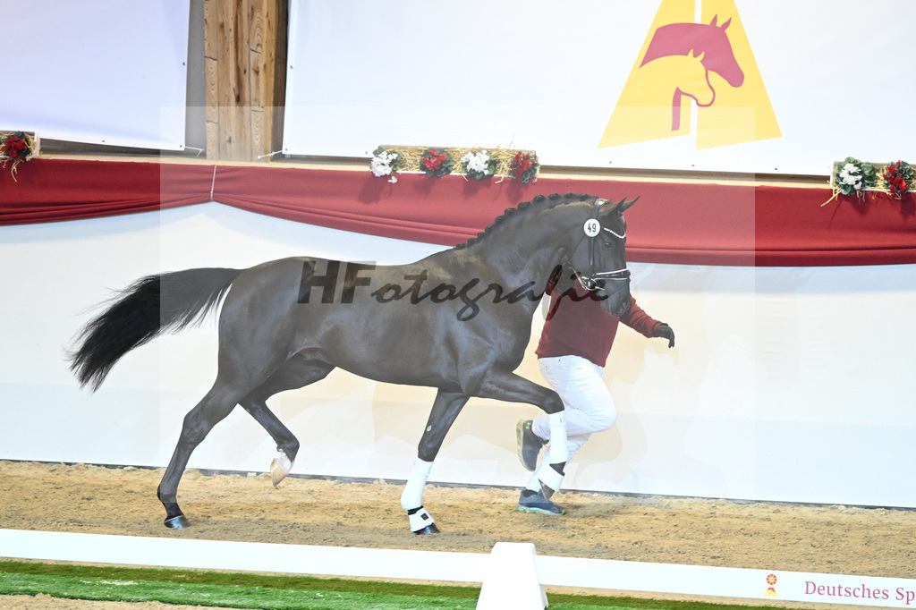Kat-Nr. 49 Falihandro_Wilbers_1230123 | hf-fotografie - Realisiert mit Pictrs.com