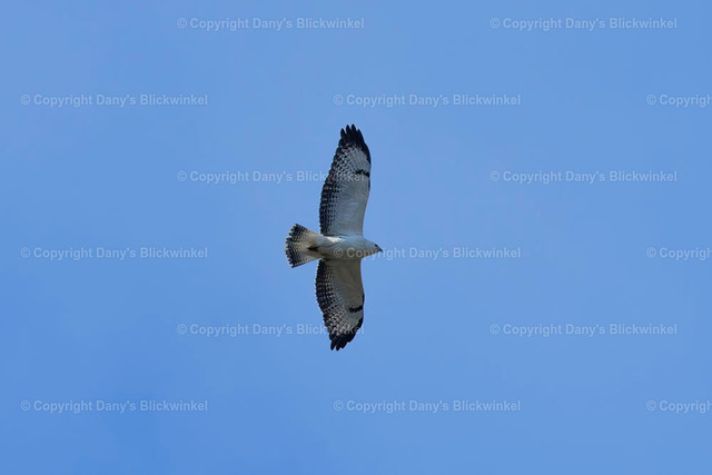 201768 | Tierfotografie, Tierkalender, Tierbilder, Insekten, Spinnen, Vögel, Schmetterling, Libellen, Leinwand, Colorkey, Qualität, Geschenkartikel, Geschenk - Realisiert mit Pictrs.com