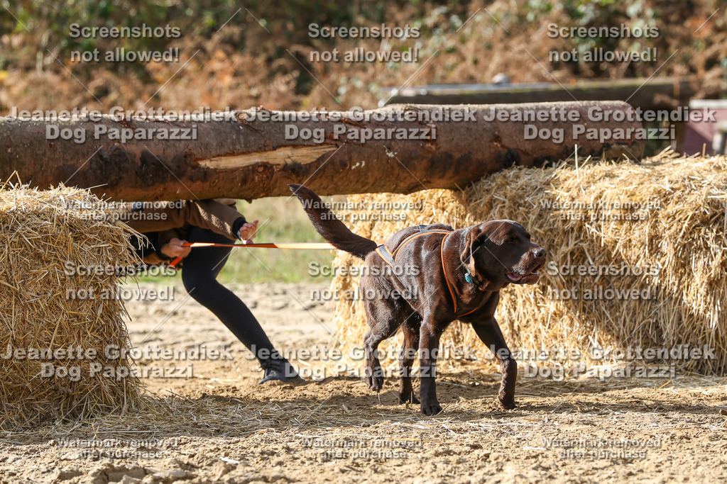 Dog Paparazzi - Strongdog 10-25-5691 | Dog Paparazzi Jeanette Grottendiek Fotografie & Videografie - Realisiert mit Pictrs.com
