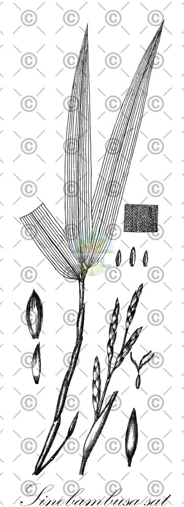 HistAbb_wfo-0001230804_1_ENZY_Simple | Historische Abbildung von Sinobambusa sat - Poaceae | Historical Illustration of Sinobambusa sat - Poaceae