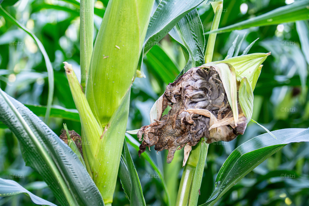 Maisfeld_20190820-163704-k | Fatzi Bilder-Archiv! 
Die Bilder sind für private Nutzung lizenzfrei. Die kommerzielle Nutzung ist möglich und erwünscht, jedoch bitte ich um vorherige Kontaktaufnahme per E-Mail (info@fatzi.at) oder unter +43 650 7828269 - Realisiert mit Pictrs.com