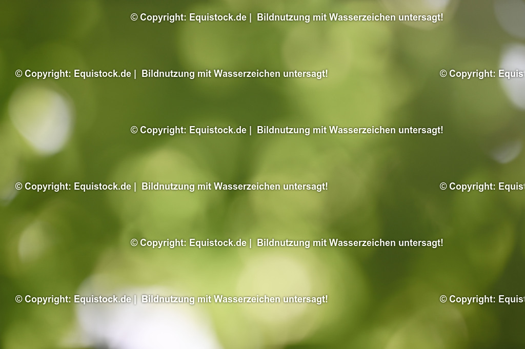 20230529_20_CSI4_Großer-Preis_0865 | equistock