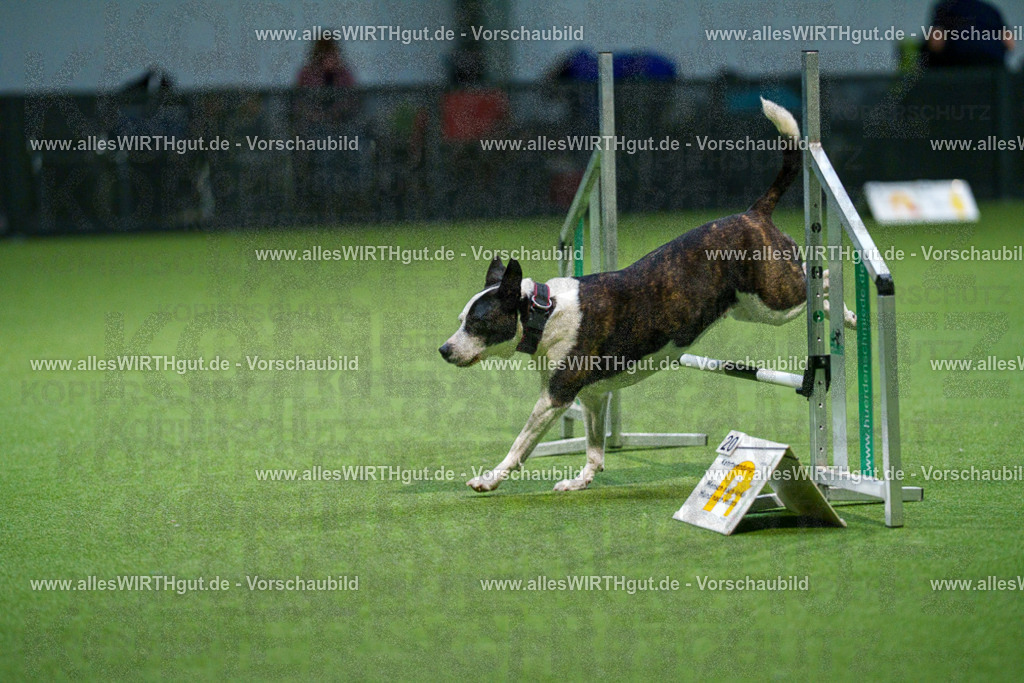 7R509822 | Professionelle Tierfotografie in Mönchengladbach von Daniel Wirth (allesWIRTHgut). Liebevolle & natürliche Bilder von Hunden & Katzen für unvergessliche Erinnerungen.