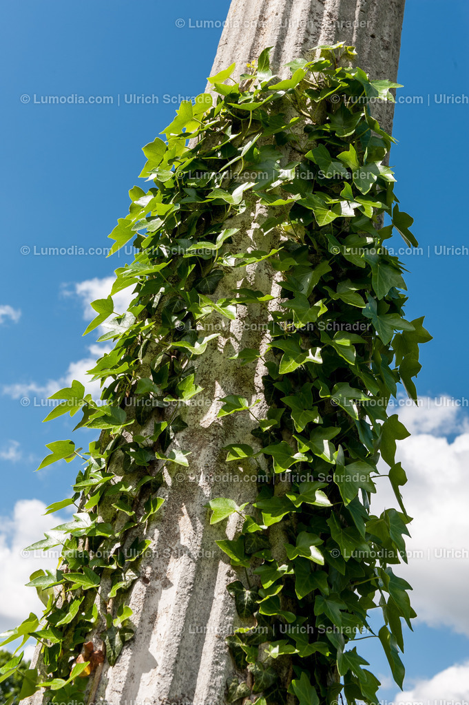 10049-1650 - Stadtpark Tangerhütte | Stockfoto und Bilderpool mit Bildmaterial aus Deutschland, dem Harz, Halberstadt, Quedlinburg, Wernigerode und weltweit. Qualitativ hochwertige und professionelle Fotos anschauen und kaufen. - Realisiert mit Pictrs.com