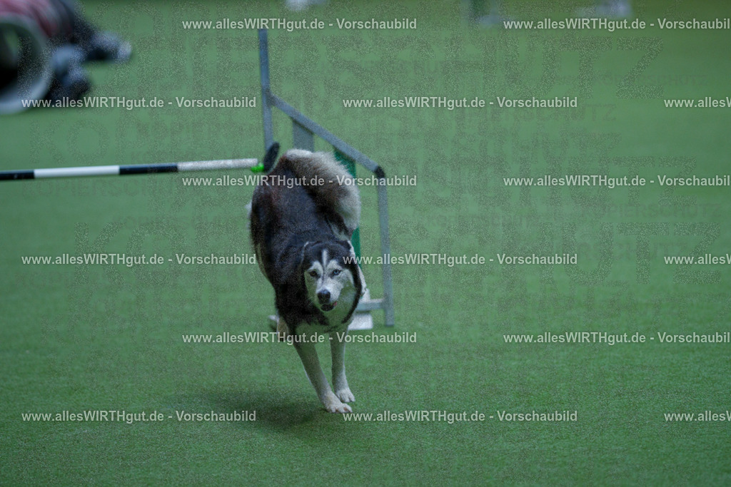 @allesWIRTHgut_Tierfotografie - www.allesWIRTHgut.de - 2604251521-7R505837 | Professionelle Tierfotografie in Mönchengladbach von Daniel Wirth (allesWIRTHgut). Liebevolle & natürliche Bilder von Hunden & Katzen für unvergessliche Erinnerungen.