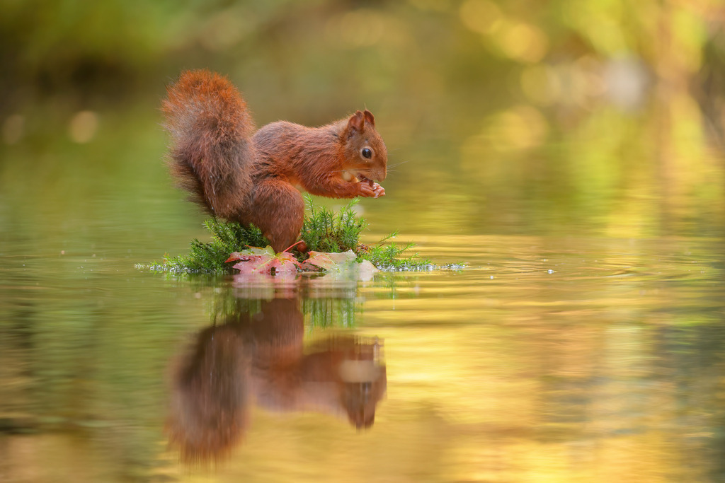 Wandbild herbstliches Eichhörnchen auf schwimmendem Moos | Das Bild zeigt ein entzückendes rotes Eichhörnchen (Sciurus vulgaris), das auf einer kleinen, schwimmenden Insel aus grünem Moos und bunten Herbstblättern sitzt. Das Eichhörnchen hält eine Nuss in seinen Pfoten und wirkt konzentriert beim Knabbern. Die ruhige Wasseroberfläche spiegelt die Szene wider und verstärkt die warmen Herbstfarben, die den Hintergrund des Bildes dominieren. Diese harmonische Komposition aus Tier, Natur und Spiegelung schafft eine idyllische und friedliche Atmosphäre.