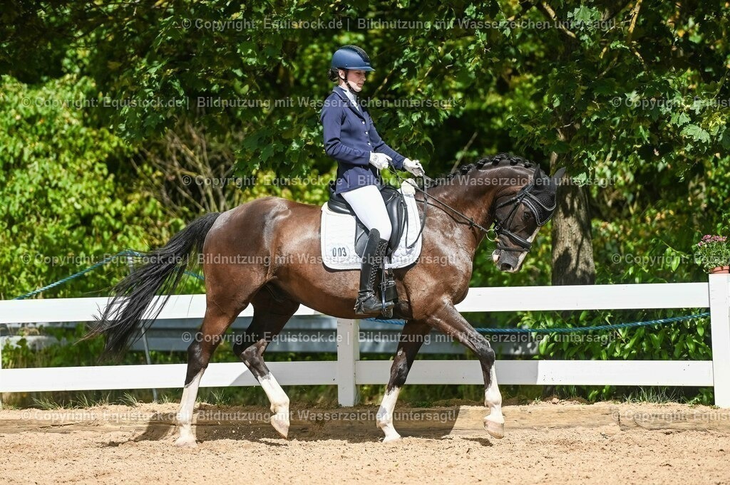 20230715_02_Dressurreiterprüfung Kl.L_0299 | equistock