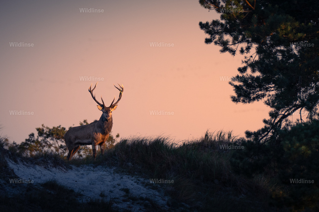 Wildlinse-250928-1 | Willkommen bei Wildlinse. Wildtierfotografien aus Schleswig-Holstein: Entdecke einzigartige Fine-Art-Prints und Poster, die Ruhe, Wildnis und die Schönheit unserer heimischen Tierwelt in dein Zuhause bringen. - Realisiert mit Pictrs.com