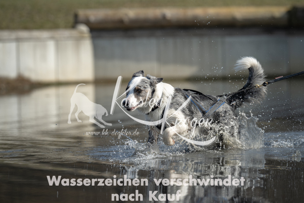 1312_ZZ95184 | kk-dogfotos
