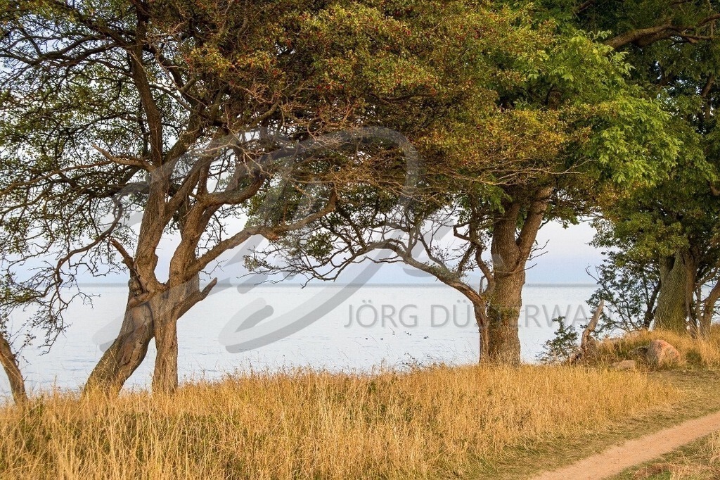 NatureArt-MEERBAUM_1238a2 | Weg entlang der Küste | #001 | Modell: Darky | Foto: Mike Koppold - Realisiert mit Pictrs.com