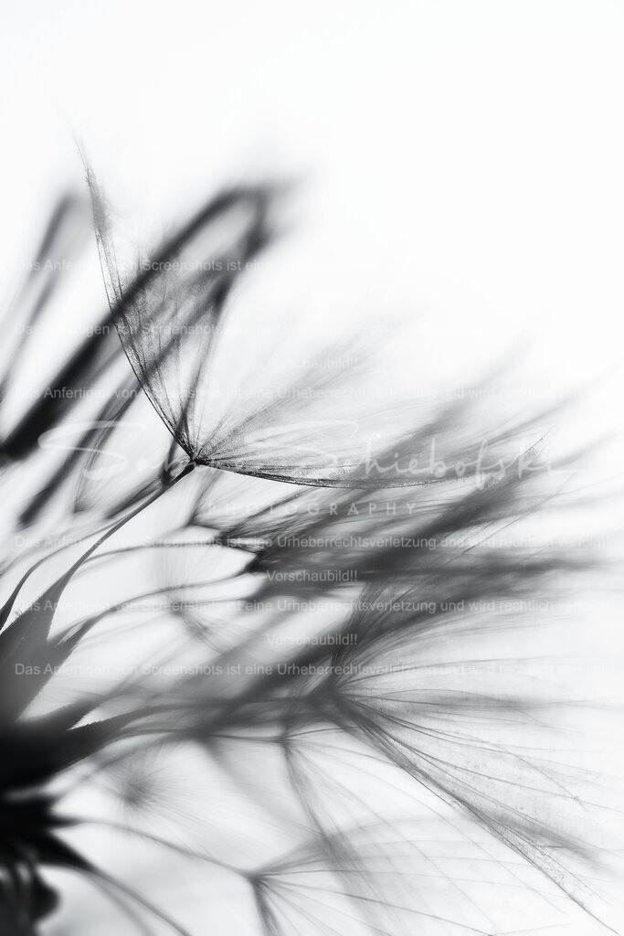 Daffodil | People- und Tierfotografie, Imageaufnahmen, Veranstaltungsfotografie und Wandbilder aus der Natur ★ Made in Germany ✔️ Druck + Downloads ✔️ Naturfotografie in Top Qualität ★ schneller Versand, weltweite Lieferung! - Realisiert mit Pictrs.com