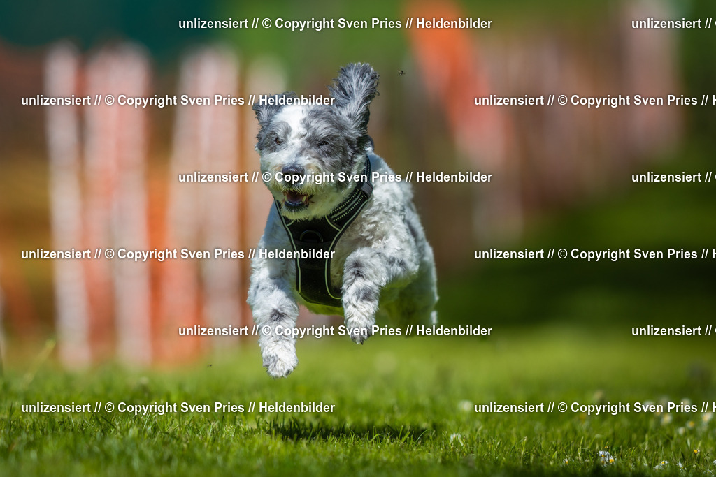 Hunderennen_April_2026_320 | 2026-04-26 - Hunderennen Baden-Oos April 2026 - Realisiert mit Pictrs.com