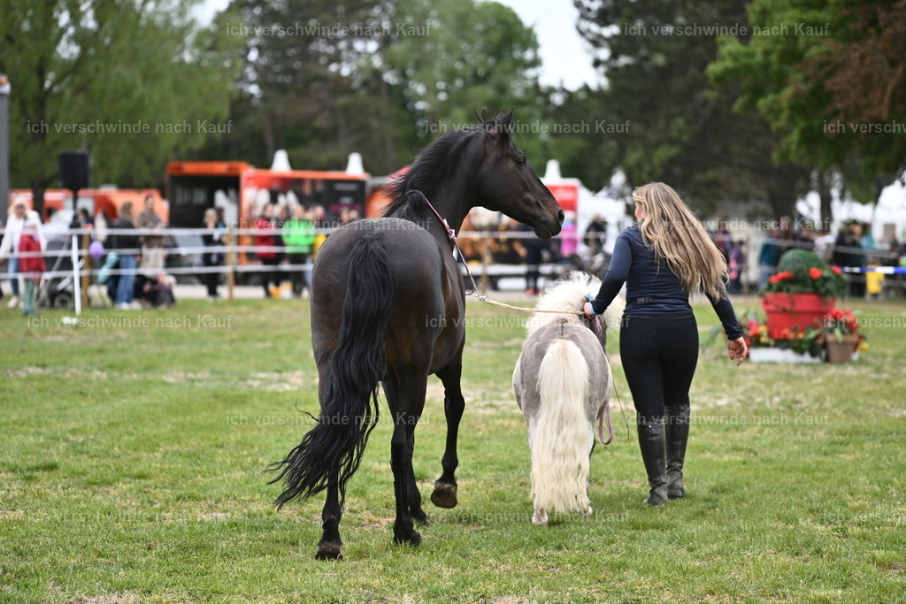 PI26_Show_Sara_Landvogt_226_1097.JPG | working equitationturnier fotograf videograf stoibphotography marixx film working equitation deutschland reitsport turnierfotografie eventfotografie equestrian events