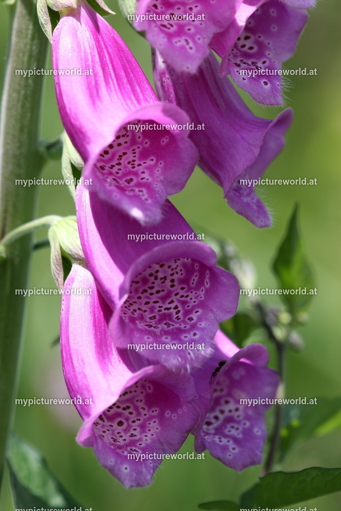 Roter Fingerhut-003 | Das Bilderarchiv über Tiere, Planzen und Landschaften. In der Bilddatenbank finden Sie ein große Auswahl an hochwertigen Bilder für Ihre Werbung - Realisiert mit Pictrs.com