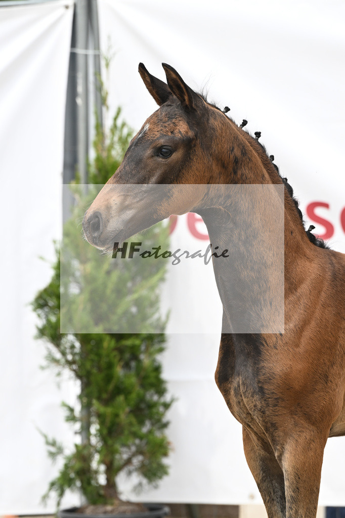 St. Emilion x Zoom_SF_Braig u Meyer_12250613 | hf-fotografie - Realisiert mit Pictrs.com