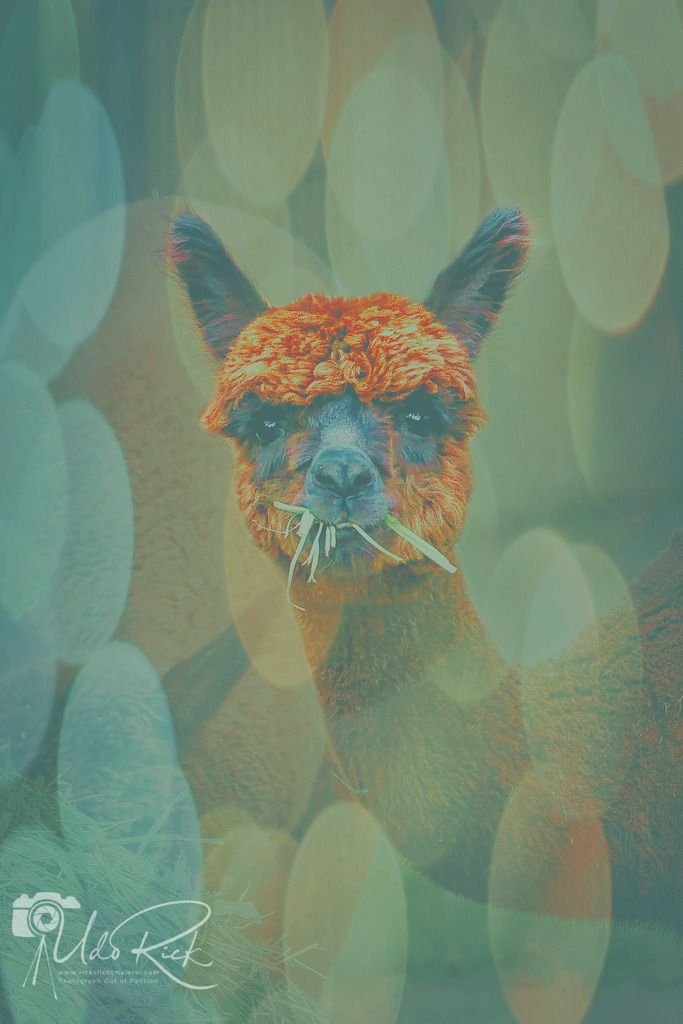 alpaka4 | Entdecken Sie Fotografie aus Leidenschaft: Auftragsfotografie, HD-Fotos, Geschenkartikel aus Ihren Bildern und vieles mehr. Beauftragen Sie uns für besondere Momente!