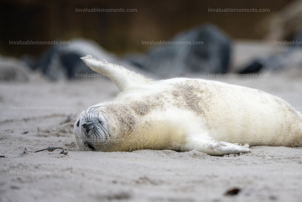 DSC_0816-2-107 | invaluablemoments.com - Realisiert mit Pictrs.com