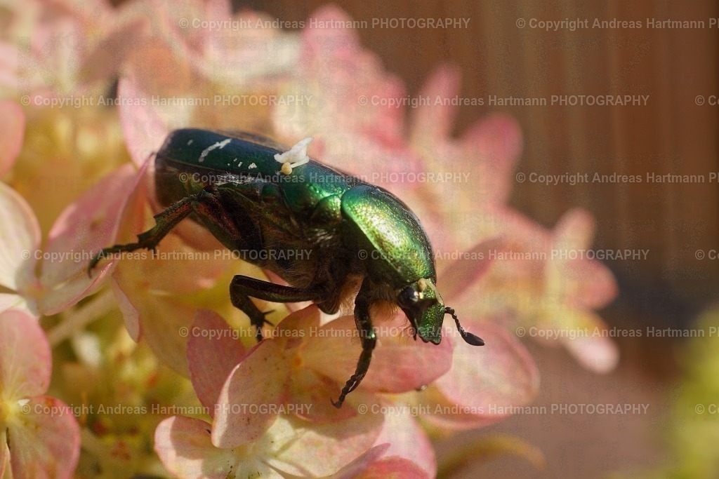Rosenkäfer auf Hortensia | Goldschimmernder Rosenkäfer auf Hortensia - Realisiert mit Pictrs.com