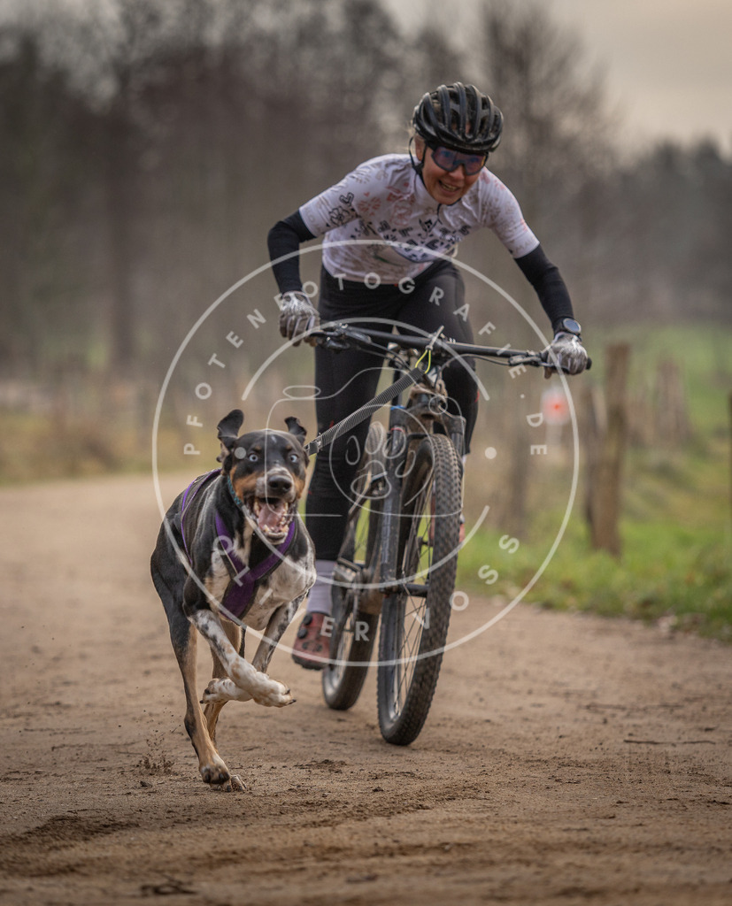 Pfotenfotografie_DV3A1621 | Hundefotografie, Tierfotograf, Pfotenfotografie, Fotoshooting Hund, Hunde Portrait, Hundesport, Hundeportraits, Heideshooting, Hunde, Sportfotograf, Hundefotograf, Turnierhundsport, THS,  - Realisiert mit Pictrs.com