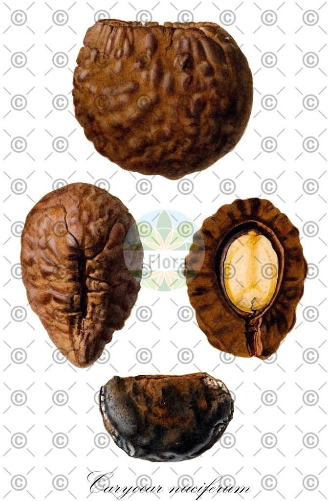 HistAbb_wfo-0000808457_1_SIMPLE | Historische Abbildung von Caryocar nuciferum - Caryocaraceae | Historical Illustration of Caryocar nuciferum - Caryocaraceae