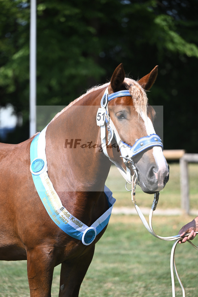 Kat-Nr. 51 Finesse G_Grandauer_20231339 | hf-fotografie - Realisiert mit Pictrs.com