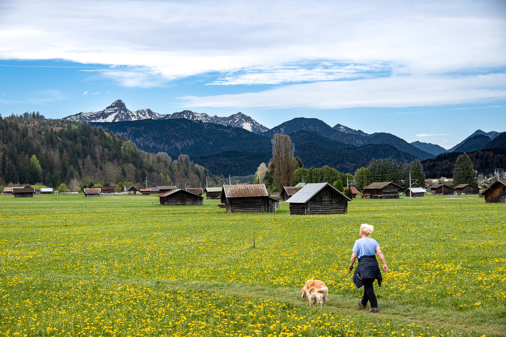 Frühlingsspaziergang im Werdenfelser Land: Weite, Blüten und Bergluft | Vor der imposanten Kulisse der schneebedeckten Alpen entfaltet sich in Garmisch-Partenkirchen ein Meer aus gelbem Löwenzahn. Ursprüngliche Holzstadl verteilen sich über die weite Wiese und unterstreichen den ländlichen Charme Oberbayerns. Mittendrin genießt eine Spaziergängerin mit ihrem Hund die wohltuende Ruhe und die frische Alpenluft. Das Zusammenspiel aus strahlendem Blütenteppich, sattem Grün und dem erhabenen Panorama vermittelt ein Gefühl von Freiheit, Vertrautheit und Naturverbundenheit. - Realisiert mit Pictrs.com
