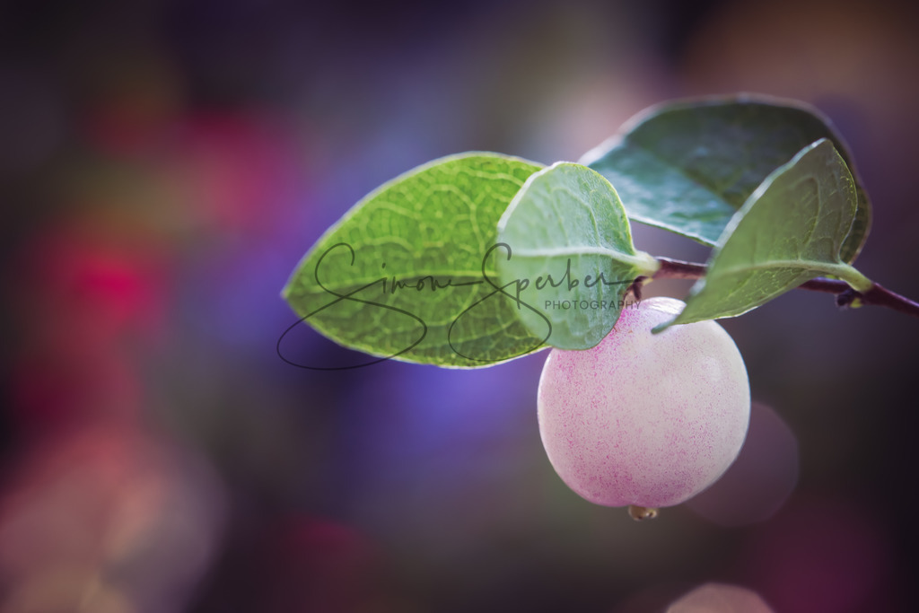 Gewöhnliche Schneebeere | Simone Sperber, svb-photography,Fotografin,Bilddesignerin,Naturfotografie,Macrofotografie,Tierfotografie,Wildtierfotografie,Ausstellungen,Auftragsfotografie,Kunst,Art,Photographer,Shootings,Bildberatbeitung,Galerie,Shop