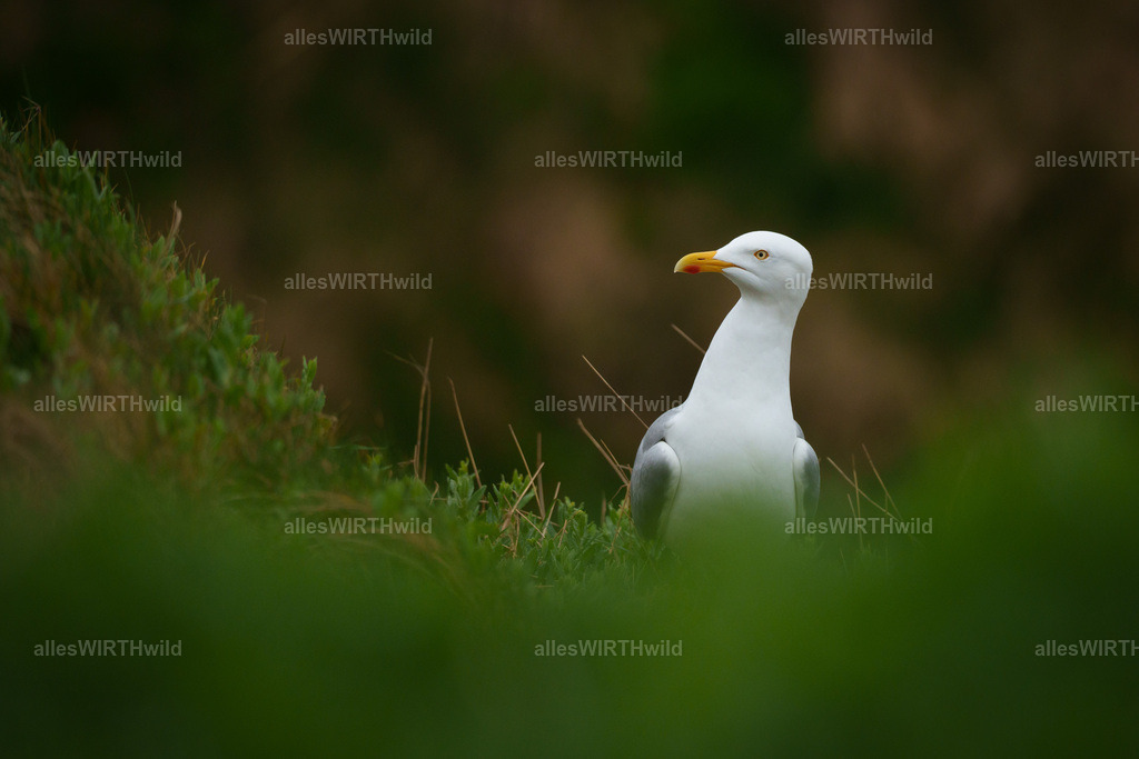 allesWIRTHwild.de - 7IV03092 | Entdecke die faszinierende Welt der Natur- und Wildlife-Fotografie von Daniel und Bärbel. Inspirierende Bilder von wilden Tieren und kleinen Naturwundern.