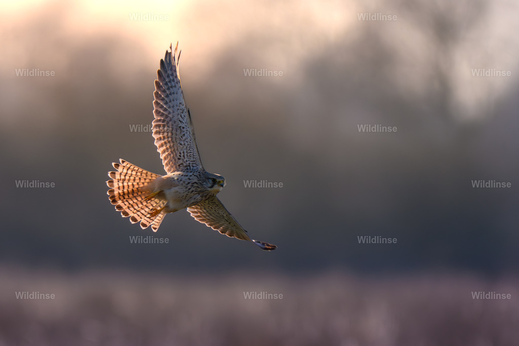 Wildlinse-250322-1 | Willkommen bei Wildlinse. Wildtierfotografien aus Schleswig-Holstein: Entdecke einzigartige Fine-Art-Prints und Poster, die Ruhe, Wildnis und die Schönheit unserer heimischen Tierwelt in dein Zuhause bringen. - Realisiert mit Pictrs.com