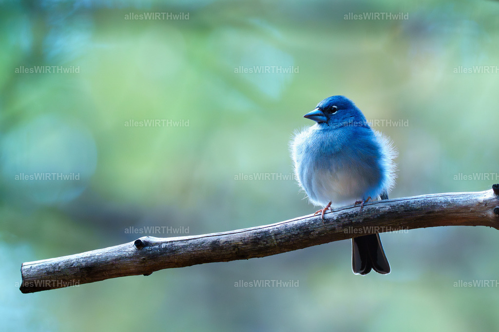 allesWIRTHgut Tierfotografie - allesWIRTHgut.de - 7IV00490 | Entdecke die faszinierende Welt der Natur- und Wildlife-Fotografie von Daniel und Bärbel. Inspirierende Bilder von wilden Tieren und kleinen Naturwundern.