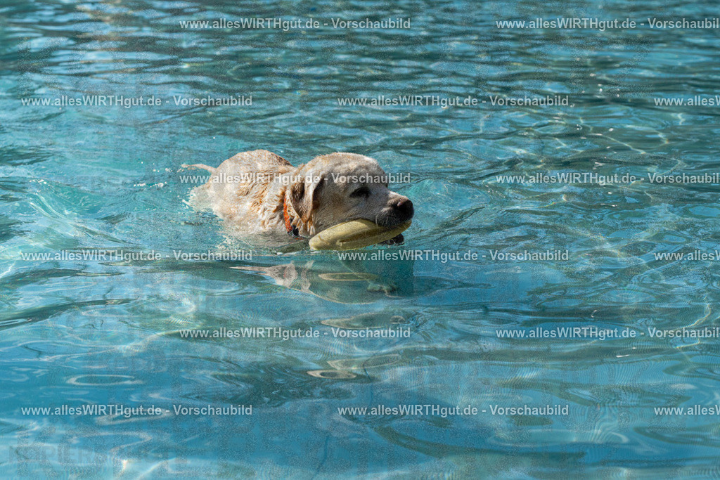 Hundeschwimmen_Volksbad_2026-allesWIRTHgut_Tierfotografie-2609061532-FAY07263 | Professionelle Tierfotografie in Mönchengladbach von Daniel Wirth (allesWIRTHgut). Liebevolle & natürliche Bilder von Hunden & Katzen für unvergessliche Erinnerungen.