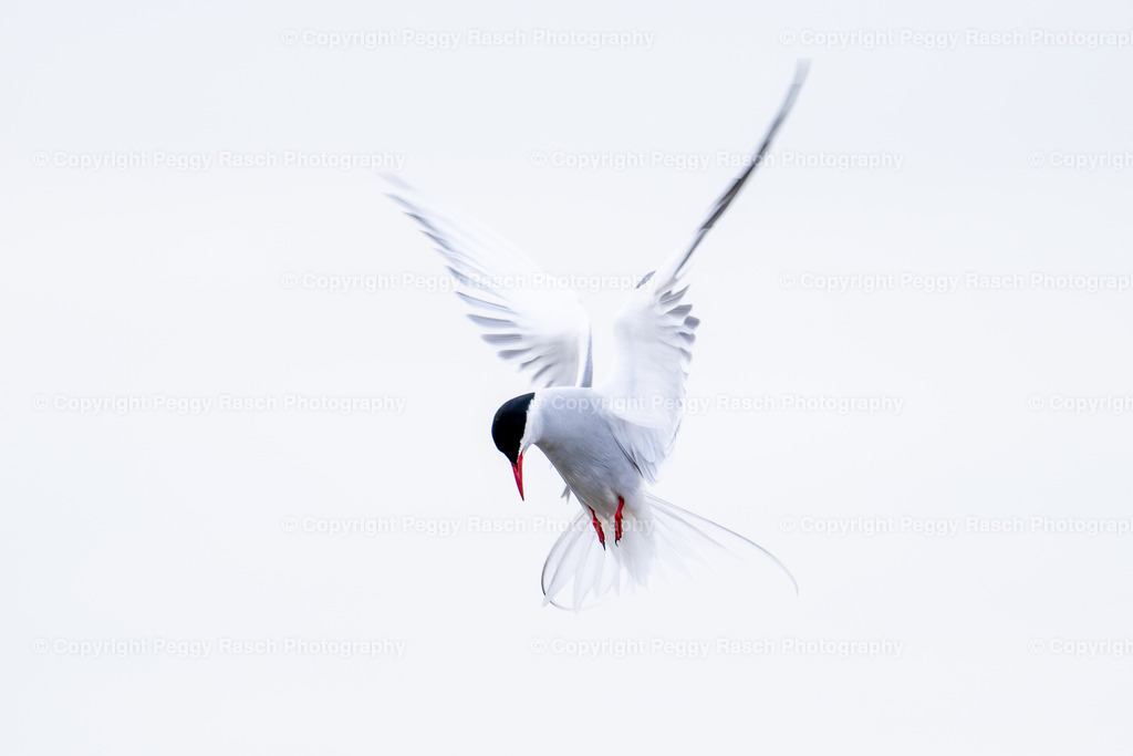 Küstenseeschwalbe | Küstenseeschwalbe - Realisiert mit Pictrs.com