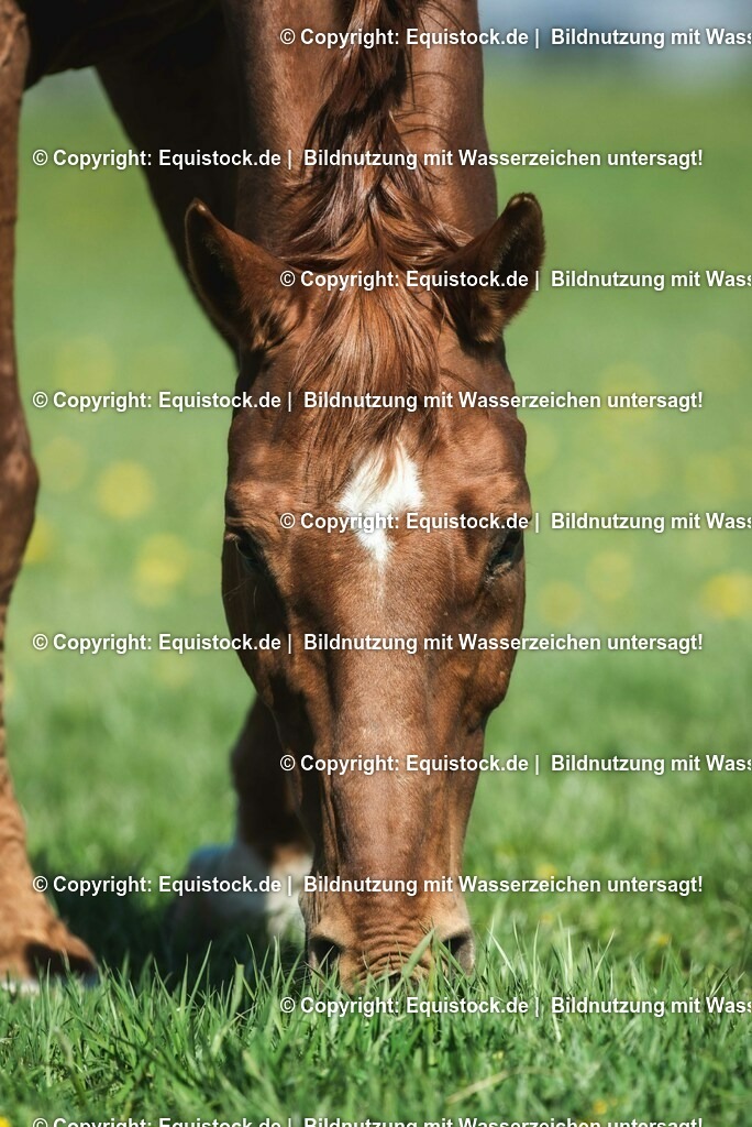 20210426_Pferd-auf-Koppel_0100 | equistock