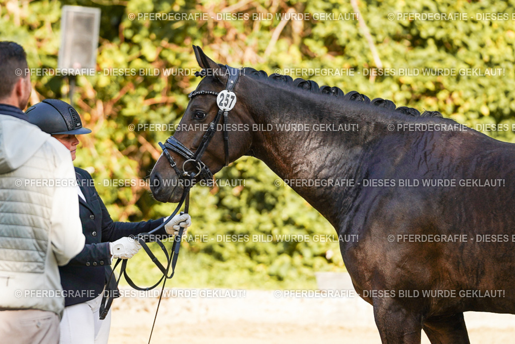 DSC05896 | Pferdegrafie