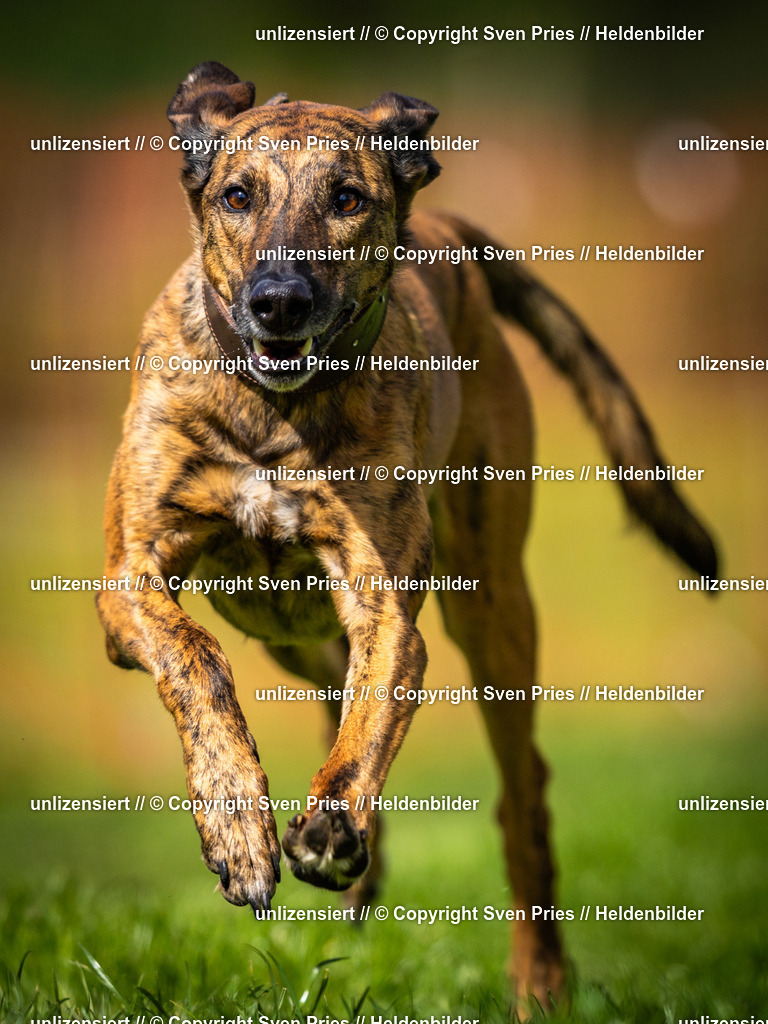 Sven Pries | 2025-04-13 - Hunderennen Baden-Baden - Realisiert mit Pictrs.com