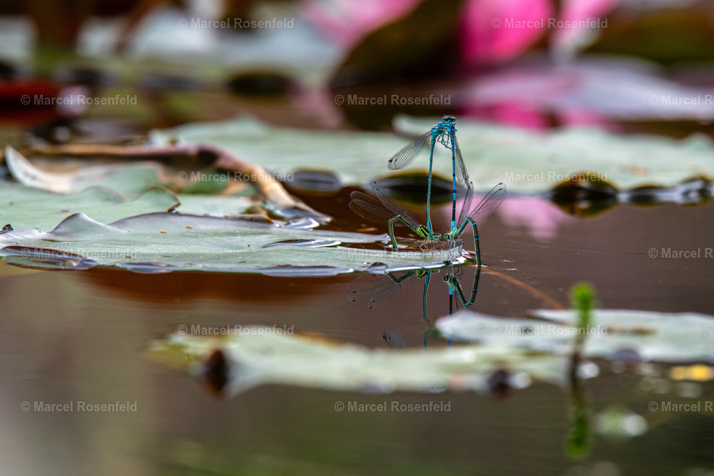 _DSC0385 | foto-rosenfeld