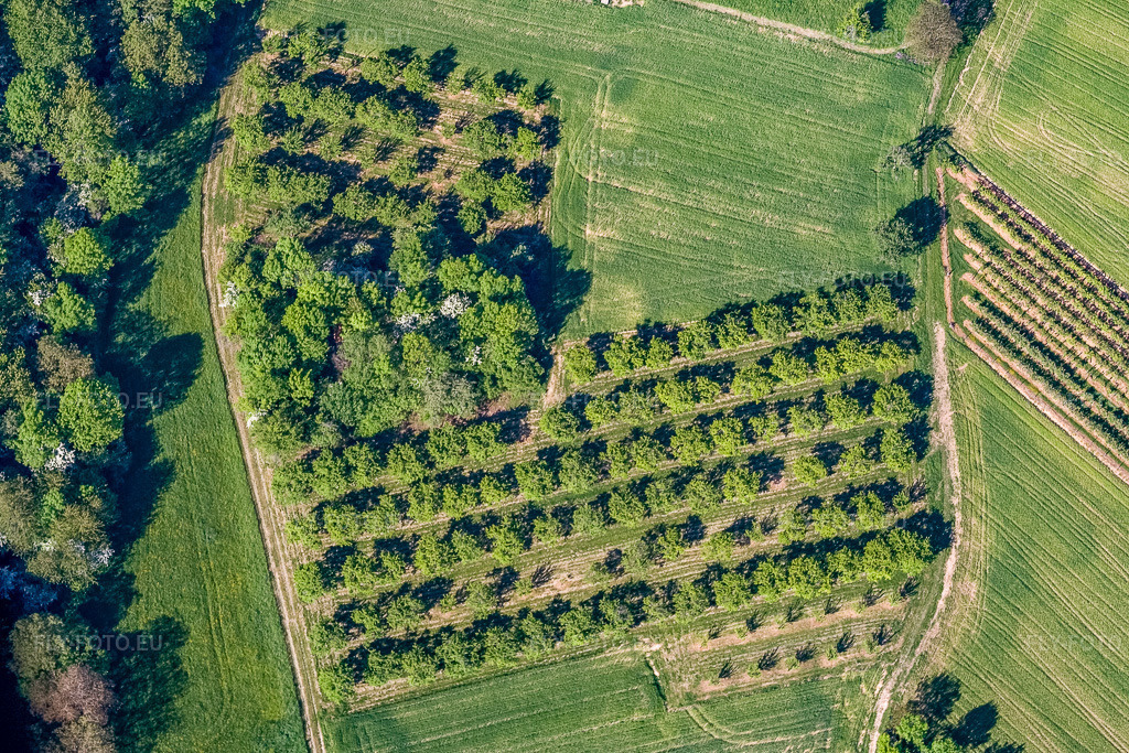 Vue aérienne: Vergers à Wissembourg dans le département Bas Rhin, France – .Photo: IMG_10789.jpg prise le 12/05/2008 par Werner Riehm/FLY-FOTO.eu – Résolution de l'original: 3456 x 2304 px