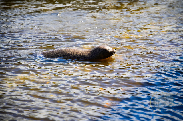 _DSC1986 | Shop für Prints Landschaftsfotografie Sächsische Schweiz Naturfotografie in Thüringen Fotos vom Findlingspark Nochten Kloster Sankt Marienstern Bilder Festung Königstein PanoramaRhododendronpark Kromlau FotogalerSchleswig-Holstein Küstenlandschaften