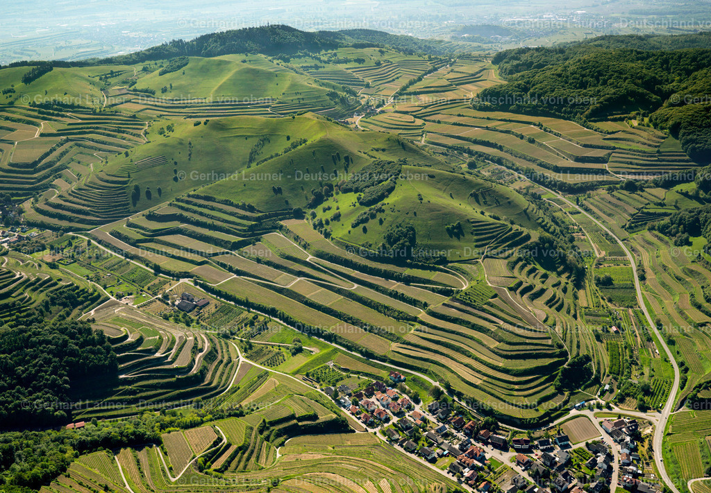 3096246 | Terrassenweinberge und Naturschutzgebiet am Badberg, Kaiserstuhl