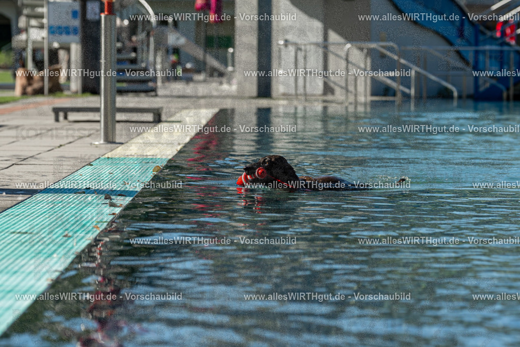 Hundeschwimmen_Volksbad_2026-allesWIRTHgut_Tierfotografie-2609061035-094503-7R508990 | Professionelle Tierfotografie in Mönchengladbach von Daniel Wirth (allesWIRTHgut). Liebevolle & natürliche Bilder von Hunden & Katzen für unvergessliche Erinnerungen.