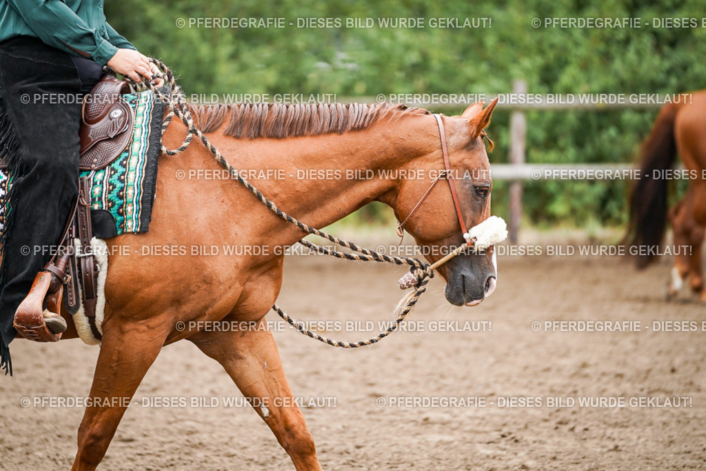 DSC01717 | Pferdegrafie